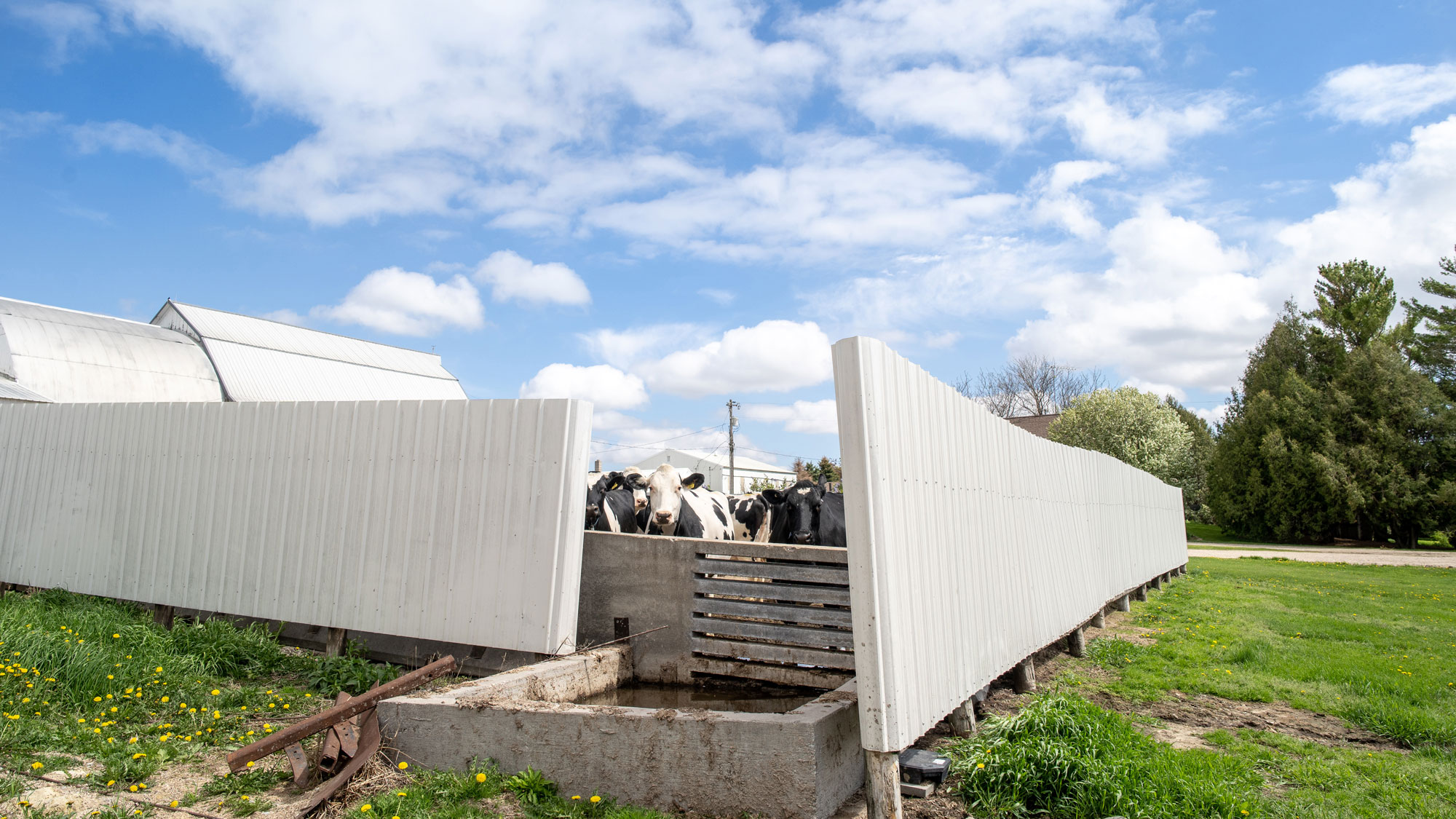 Cows behind a fence