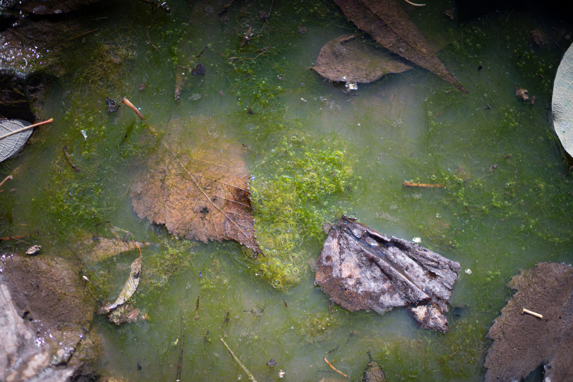 Leaves in water