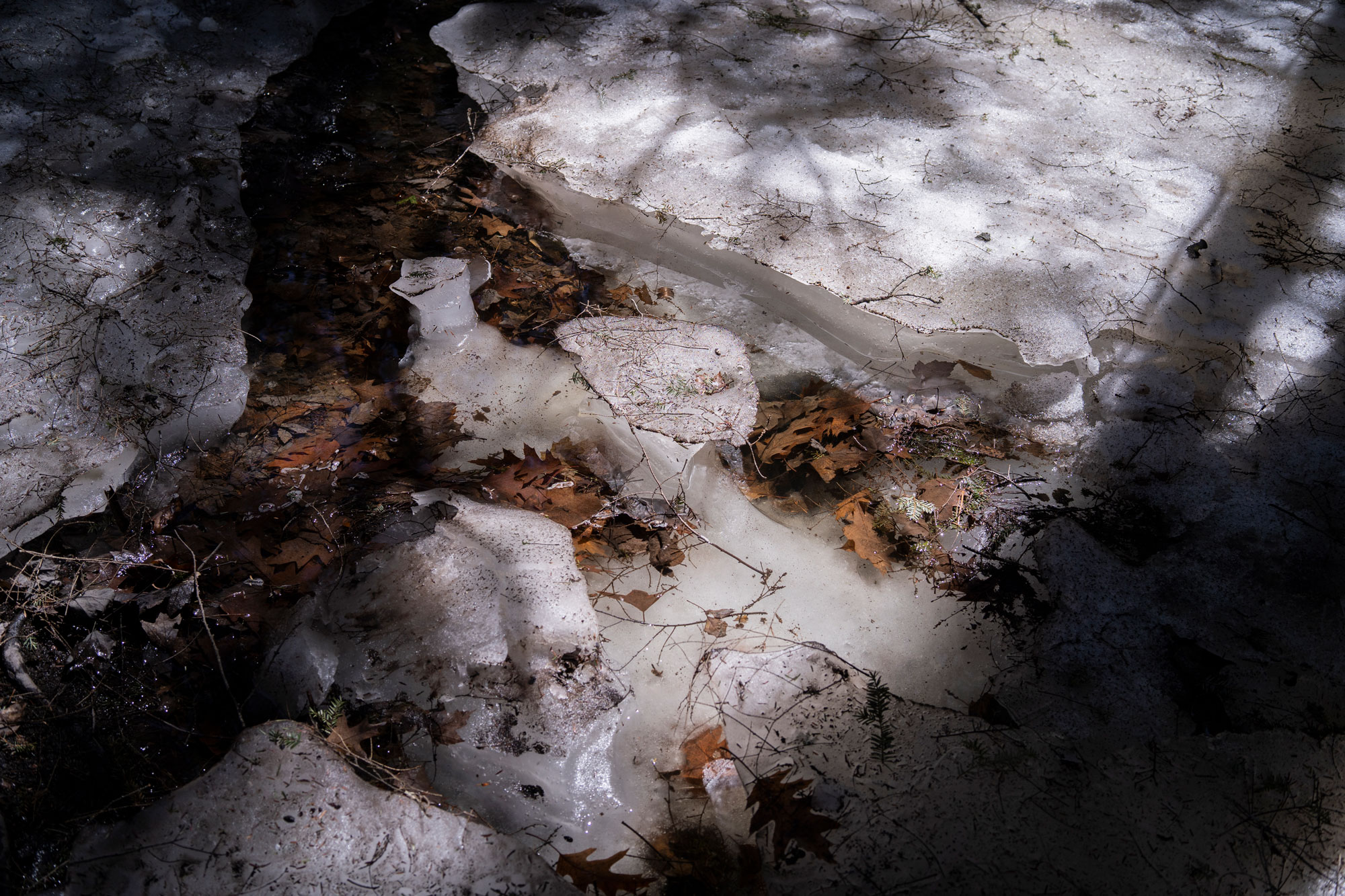 Frozen Leaves