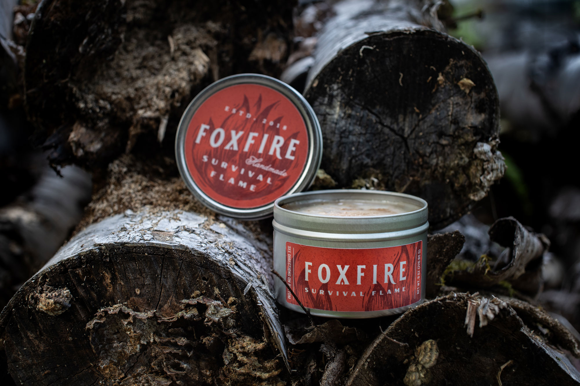 Fox Fire on Birch Logs