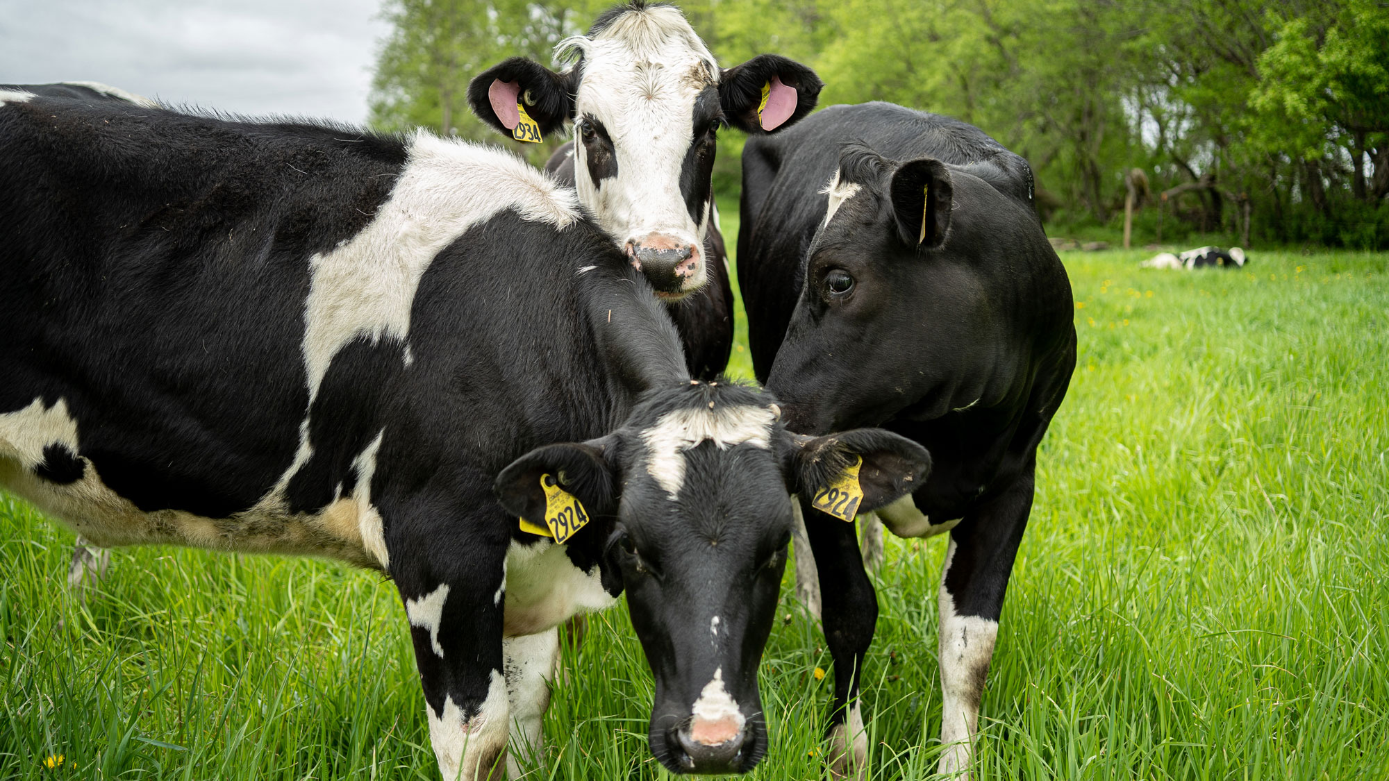 Cows in a field